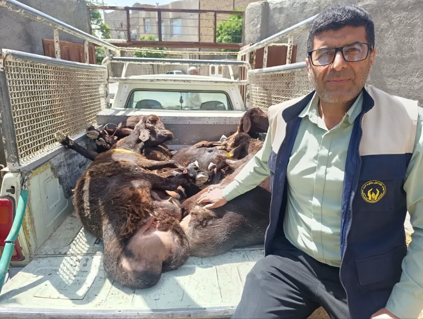 توزیع ۳۱۴ کیلوگرم گوشت قربانی بین خانواده‌های نیازمند فریمان